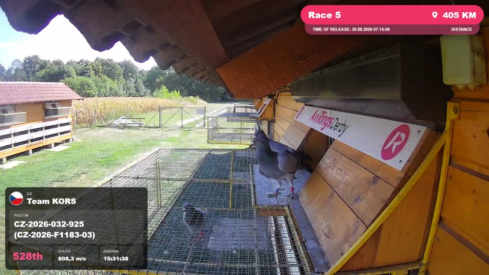 Pigeon Arrival Image For Race Race 5