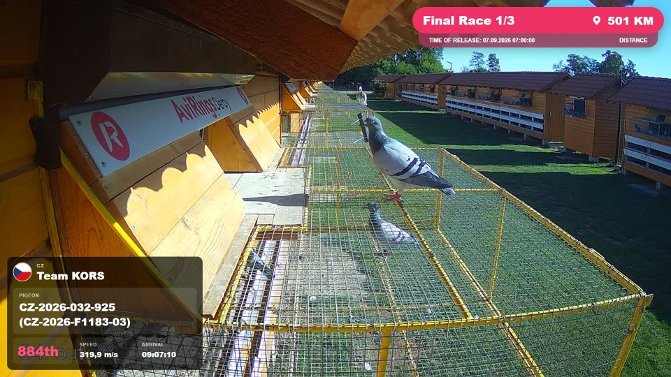 Pigeon Arrival Image For Race Final Race 1/3