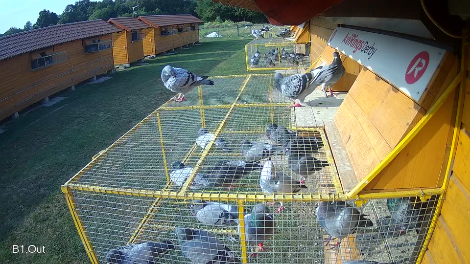 Pigeon Arrival Image For Race Race 4
