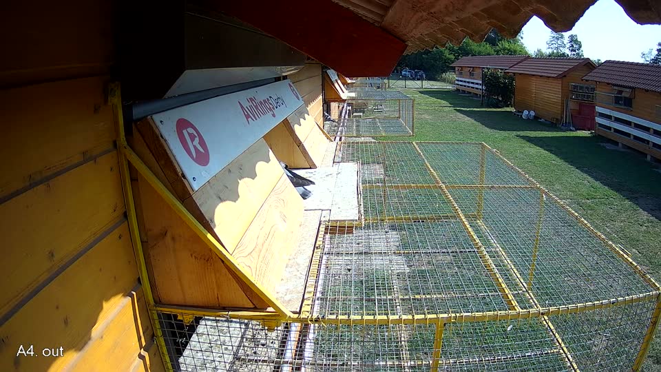 Pigeon Arrival Image For Race Race 1