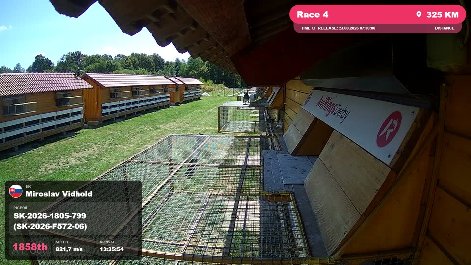 Pigeon Arrival Image For Race Race 4