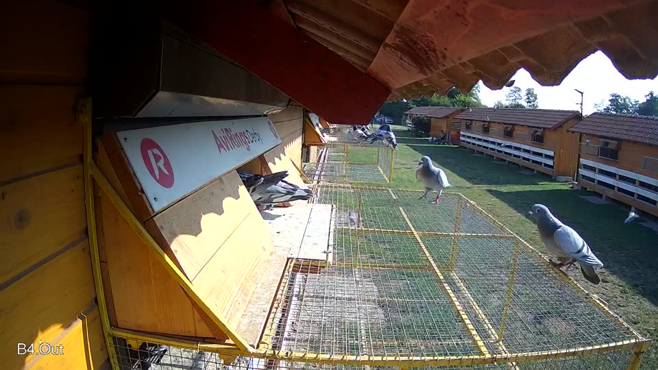 Pigeon Arrival Image For Race Race 1