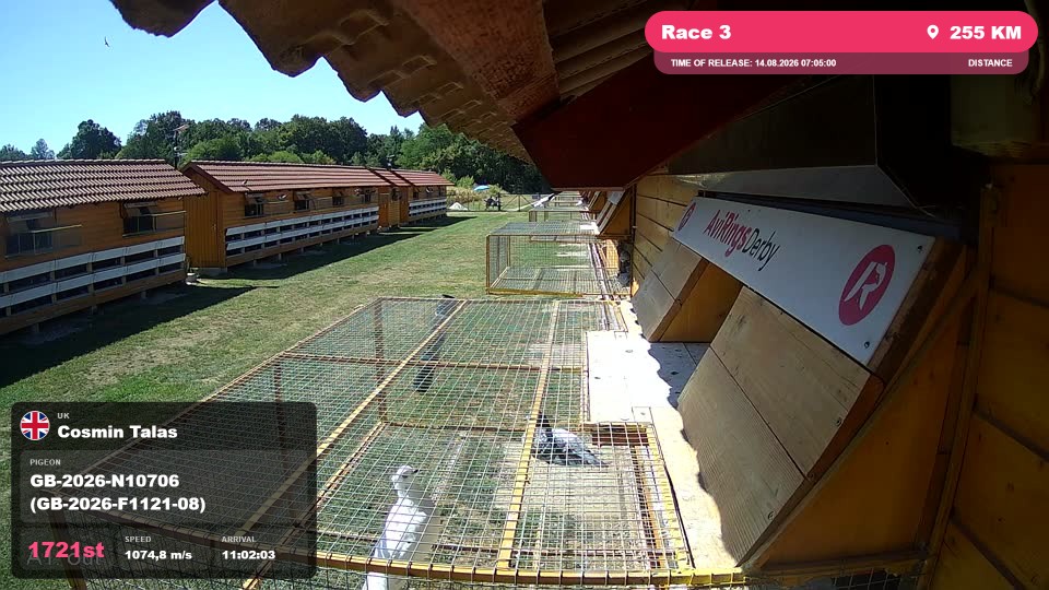 Pigeon Arrival Image For Race Race 3
