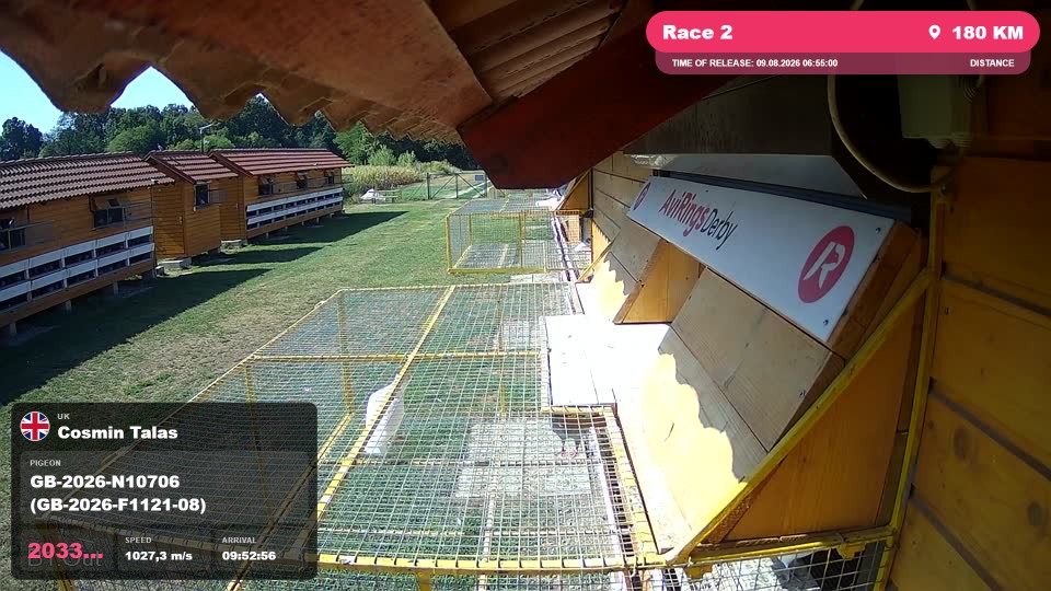 Pigeon Arrival Image For Race Race 2