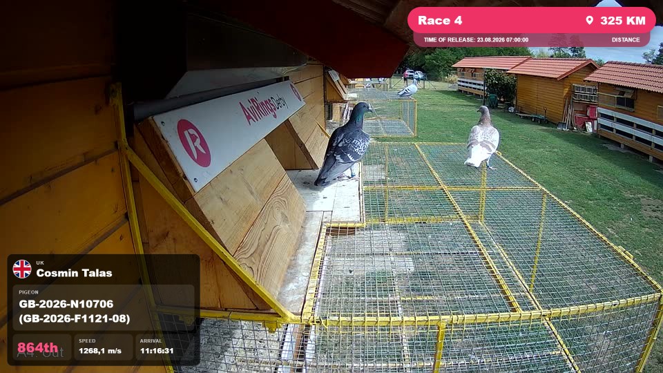 Pigeon Arrival Image For Race Race 4