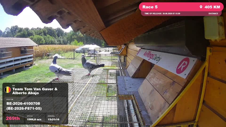 Pigeon Arrival Image For Race Race 5