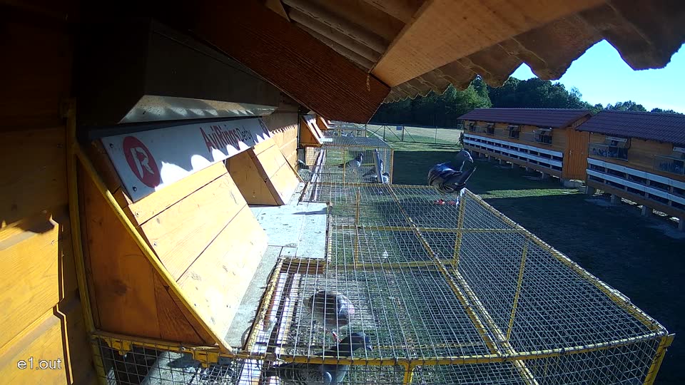 Pigeon Arrival Image For Race Race 3