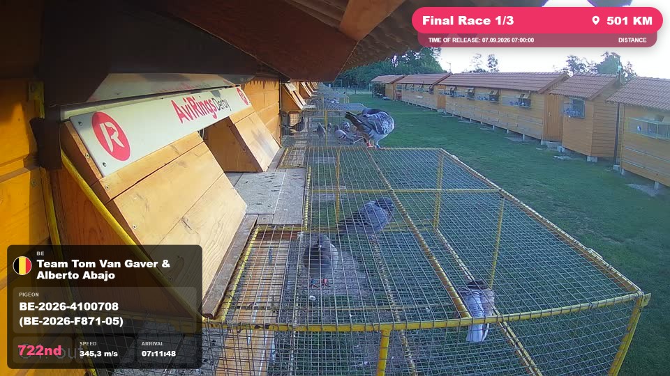 Pigeon Arrival Image For Race Final Race 1/3