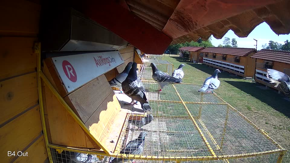Pigeon Arrival Image For Race Race 2