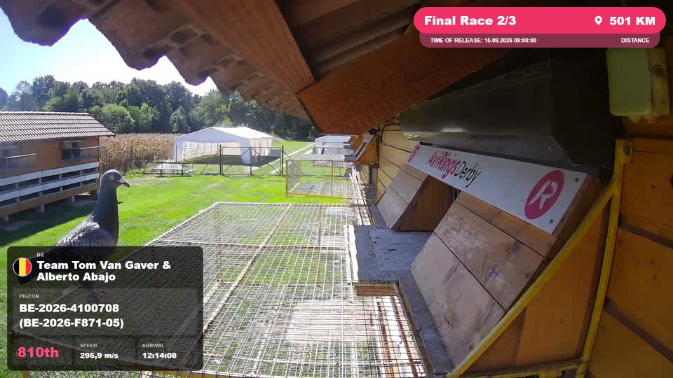 Pigeon Arrival Image For Race Final Race 2/3