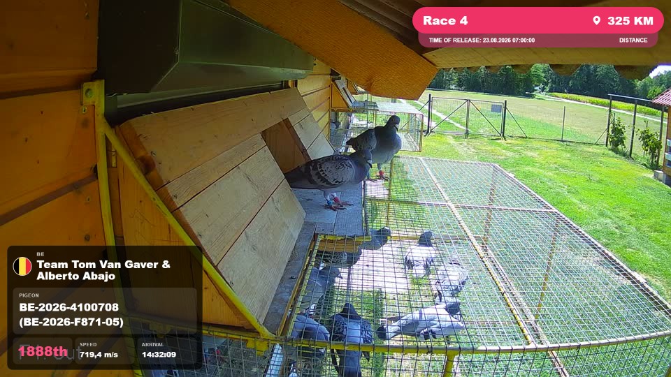 Pigeon Arrival Image For Race Race 4