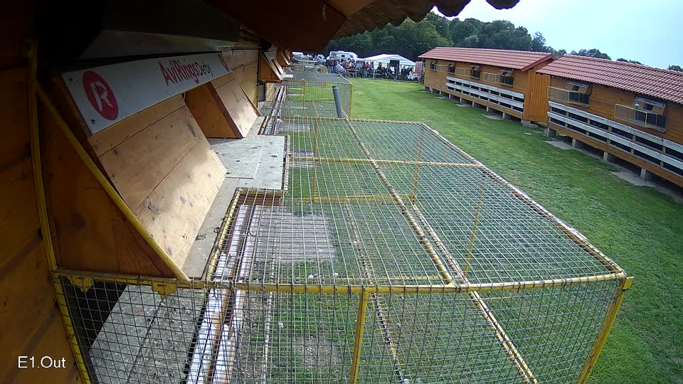 Pigeon Arrival Image For Race Final race 3