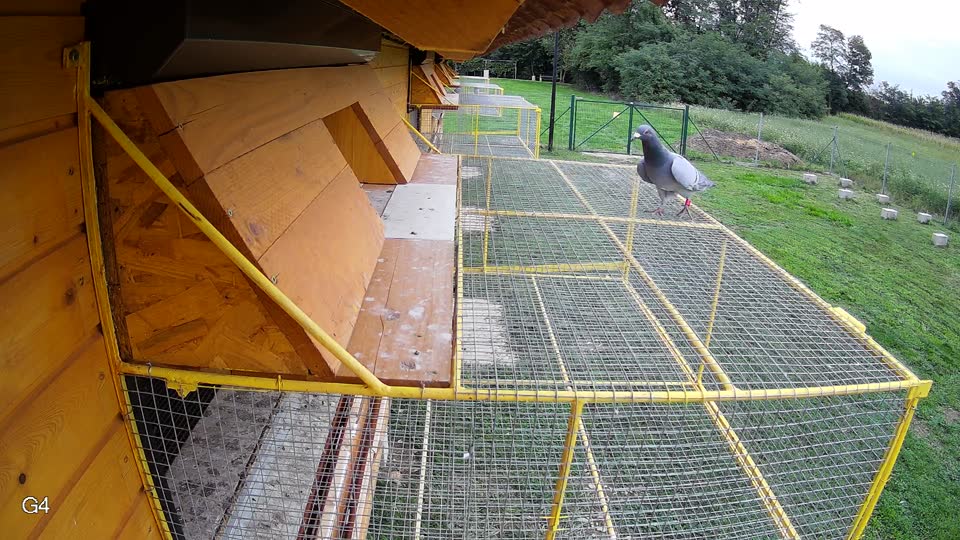 Pigeon Arrival Image For Race Final race 2