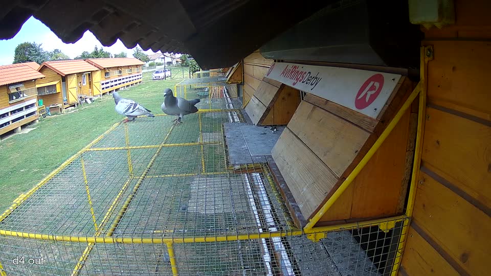 Pigeon Arrival Image For Race Race 4