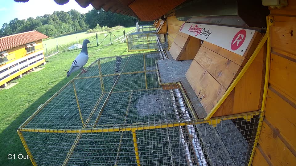 Pigeon Arrival Image For Race Race 6