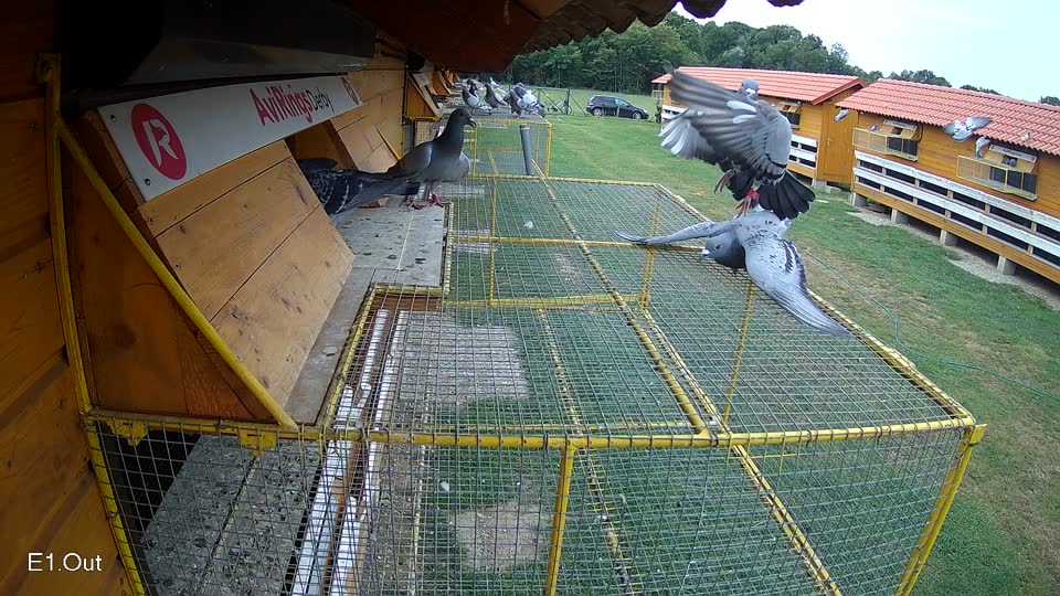 Pigeon Arrival Image For Race Race 3