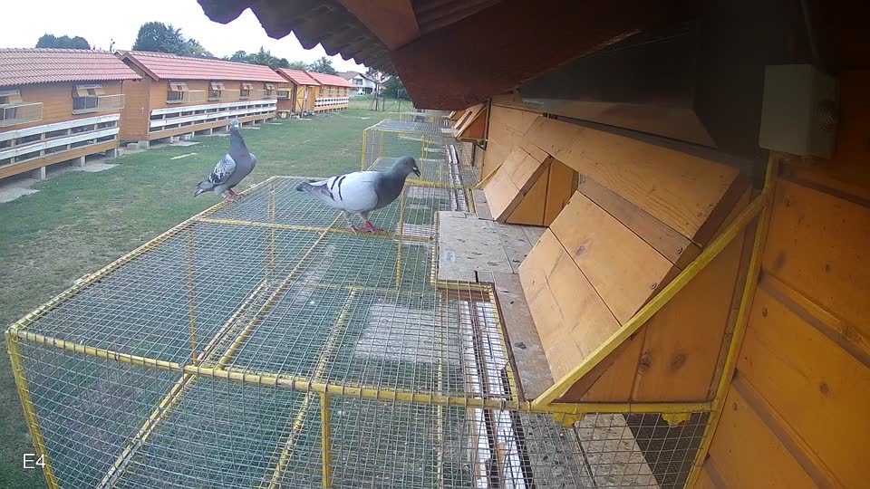 Pigeon Arrival Image For Race Race 4