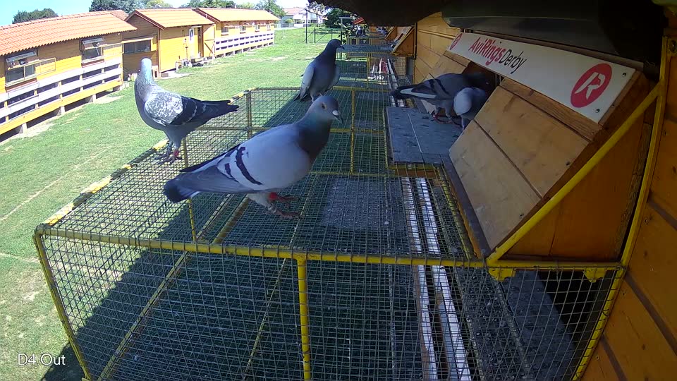Pigeon Arrival Image For Race Race 2