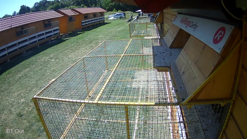Pigeon Arrival Image For Race Race 5