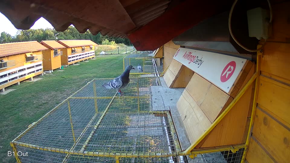Pigeon Arrival Image For Race Race 5