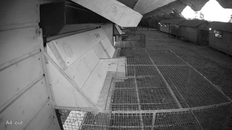 Pigeon Arrival Image For Race Final Race 1/3