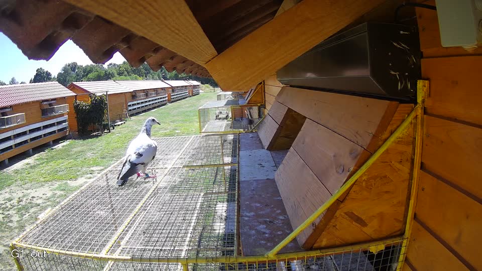 Pigeon Arrival Image For Race Race 3