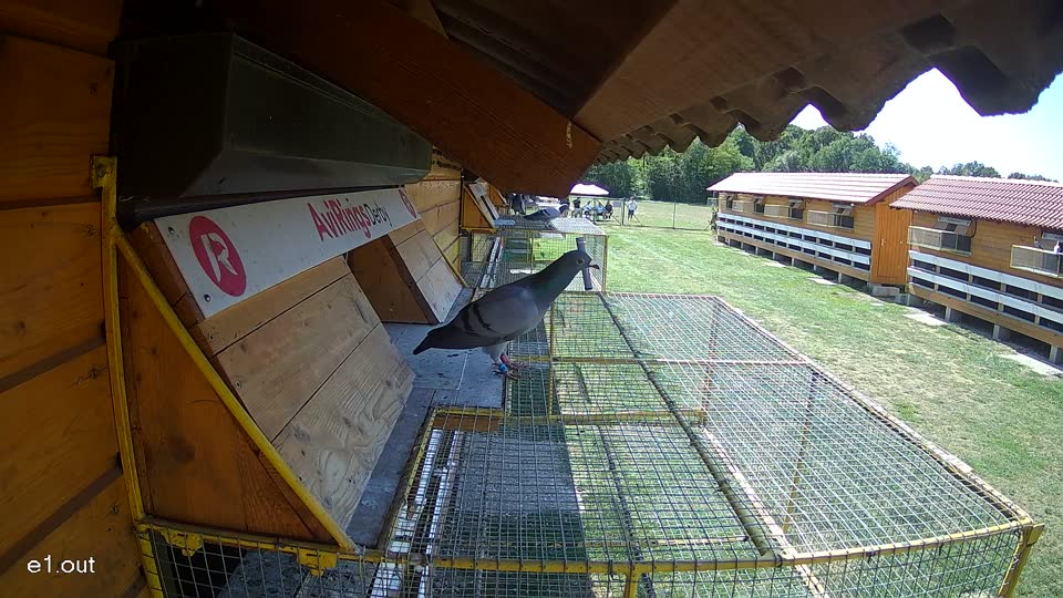 Pigeon Arrival Image For Race Race 5