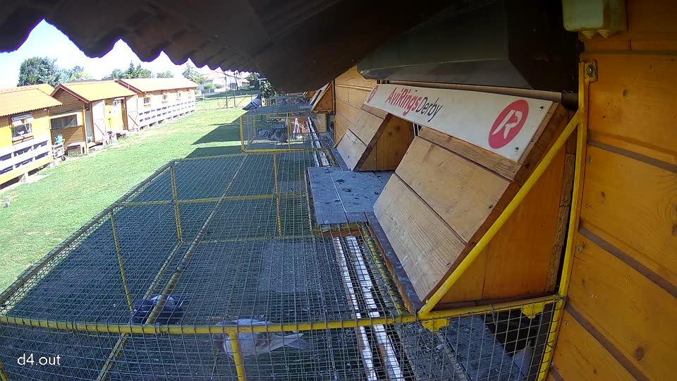 Pigeon Arrival Image For Race Final Race 1/3