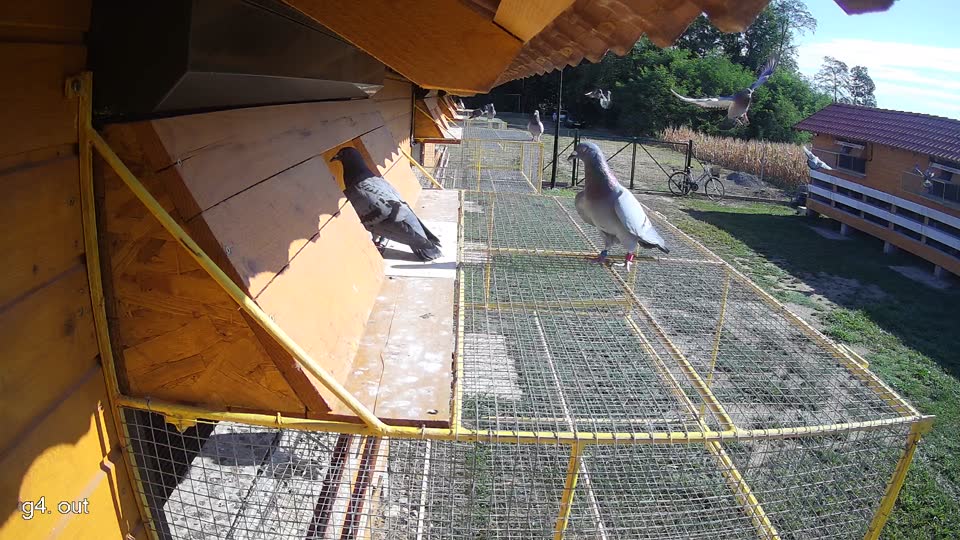 Pigeon Arrival Image For Race Race 2