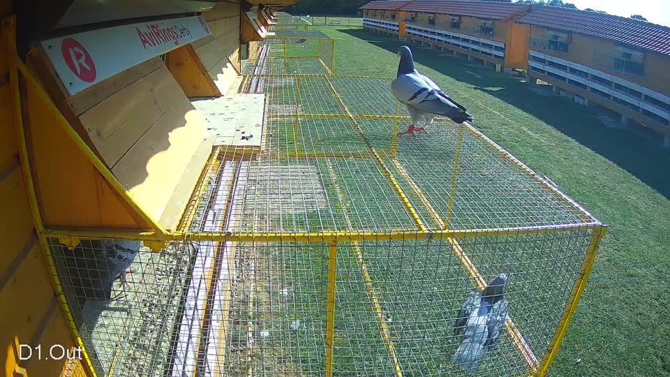 Pigeon Arrival Image For Race Race 5
