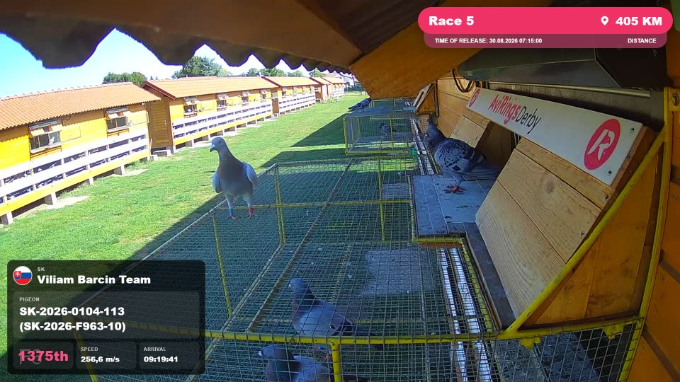 Pigeon Arrival Image For Race Race 5