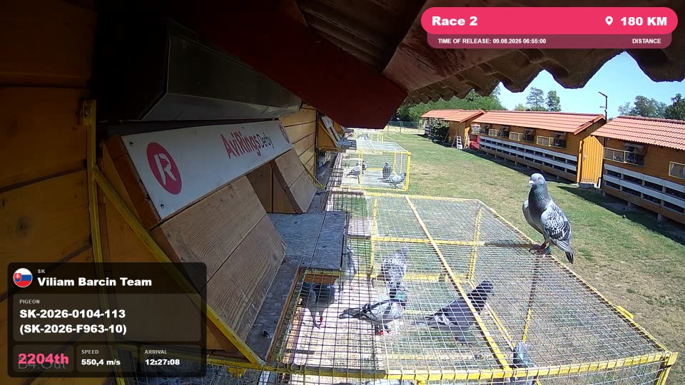 Pigeon Arrival Image For Race Race 2