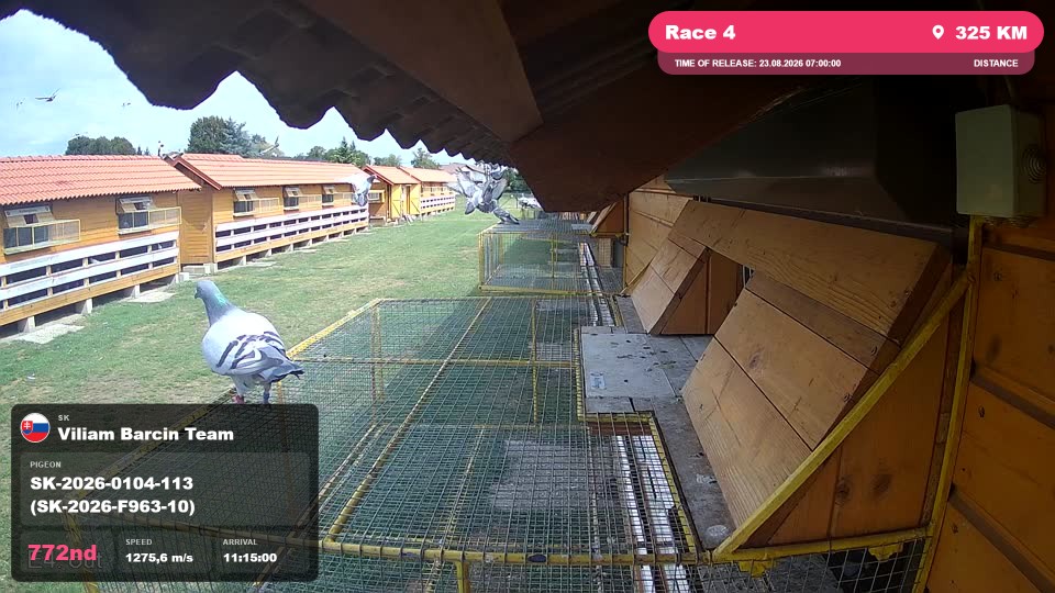 Pigeon Arrival Image For Race Race 4