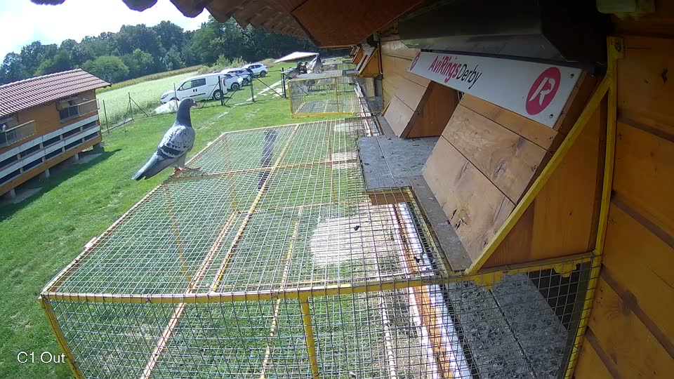 Pigeon Arrival Image For Race Race 6