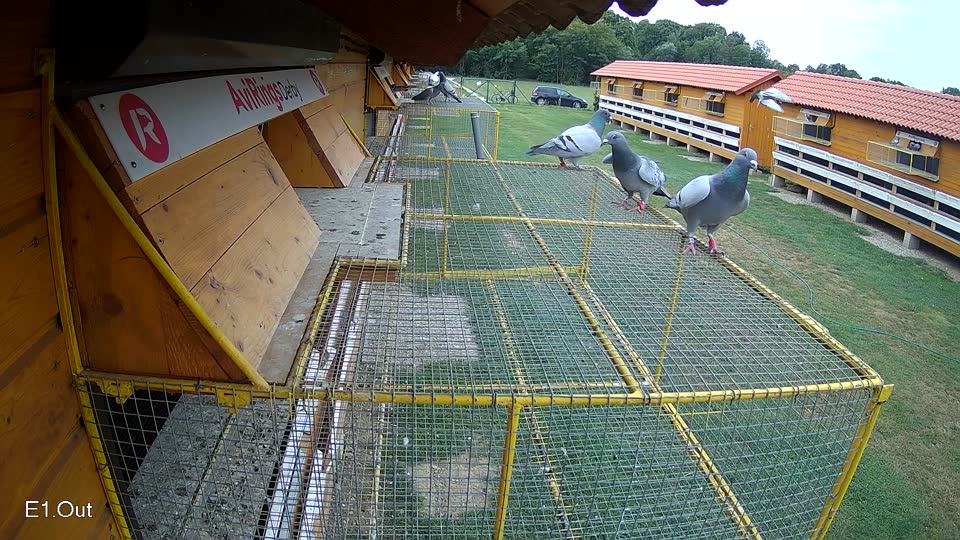 Pigeon Arrival Image For Race Race 3