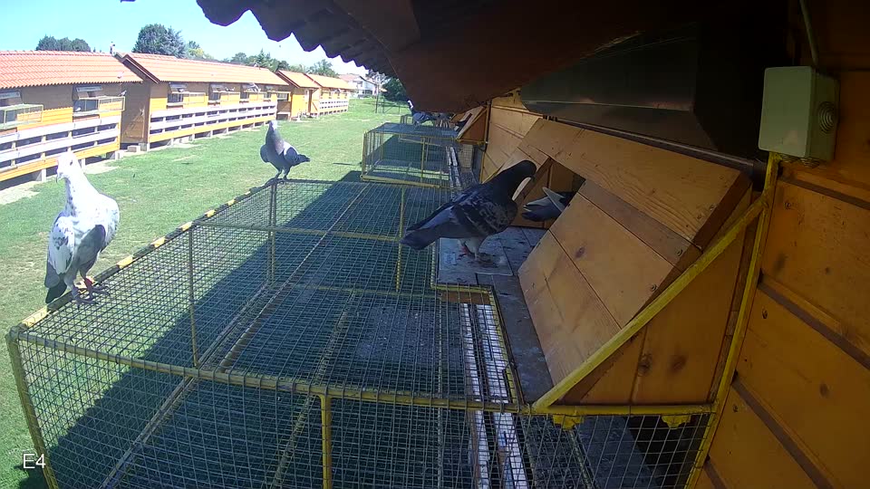 Pigeon Arrival Image For Race Race 2