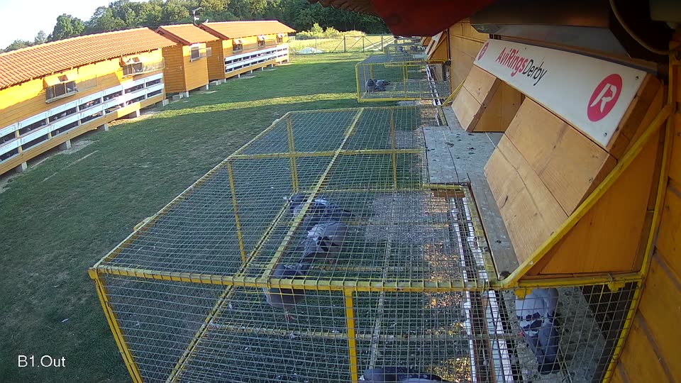 Pigeon Arrival Image For Race Race 5