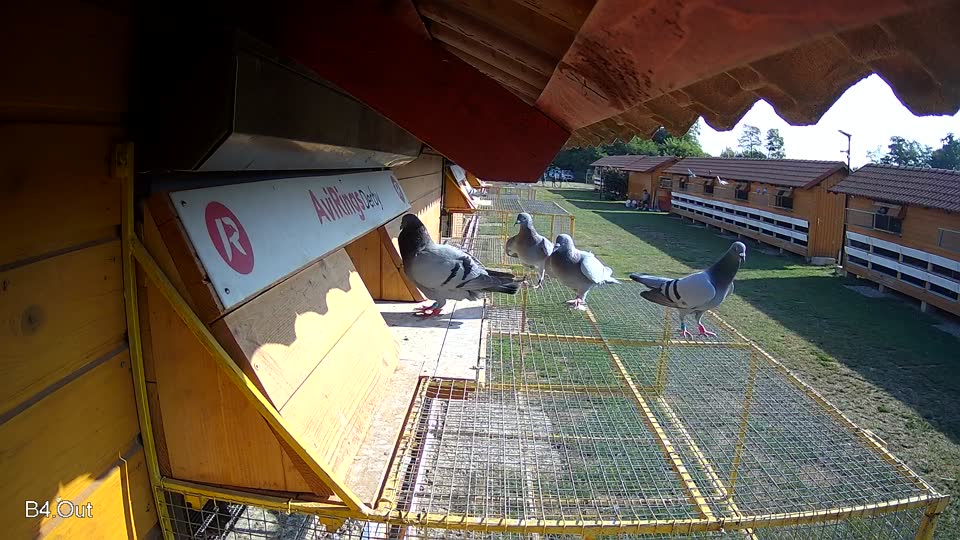 Pigeon Arrival Image For Race Race 1
