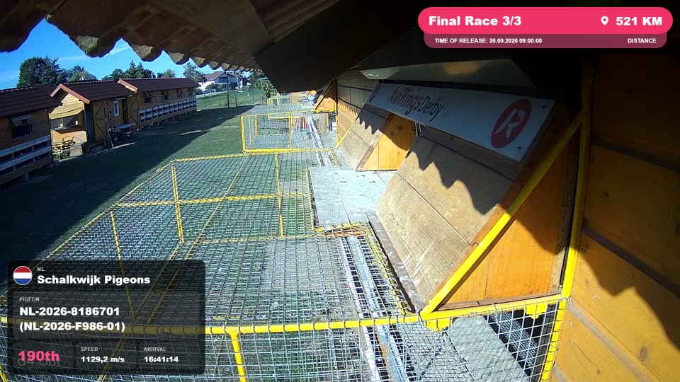 Pigeon Arrival Image For Race Final Race 3/3