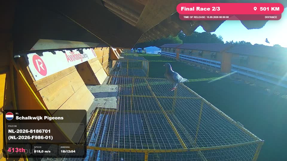 Pigeon Arrival Image For Race Final Race 2/3