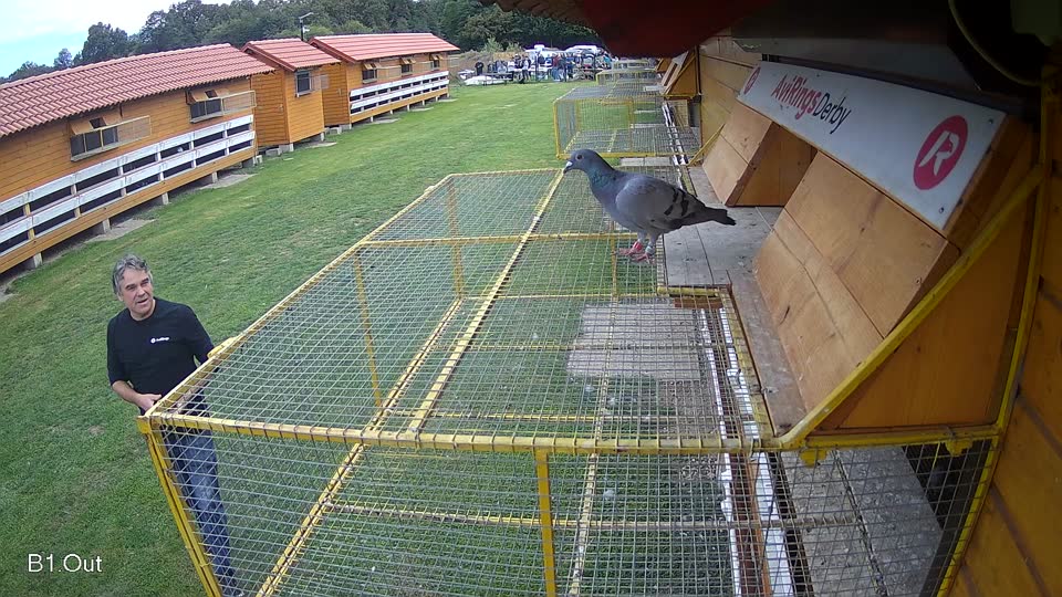 Pigeon Arrival Image For Race Final race 3