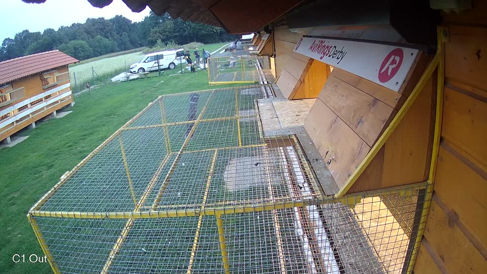 Pigeon Arrival Image For Race Final race 1