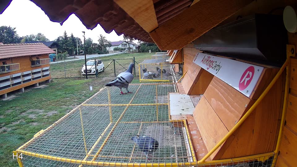 Pigeon Arrival Image For Race Race 5