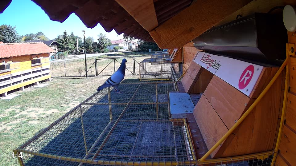 Pigeon Arrival Image For Race Race 3