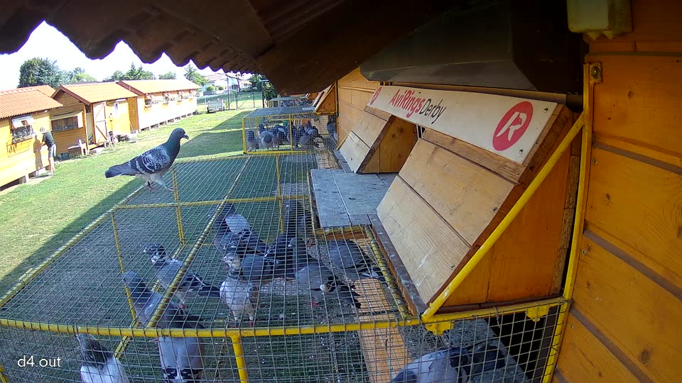 Pigeon Arrival Image For Race Race 1