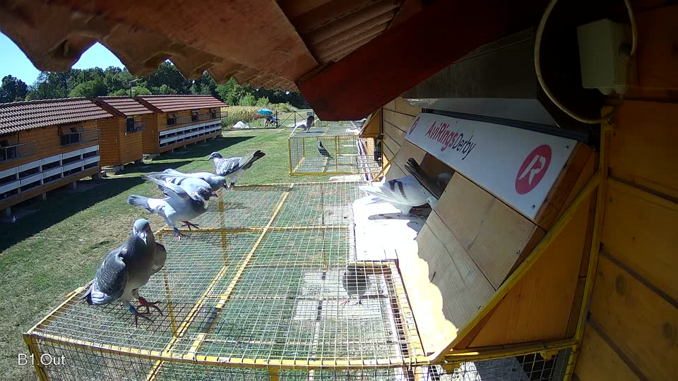 Pigeon Arrival Image For Race Race 3