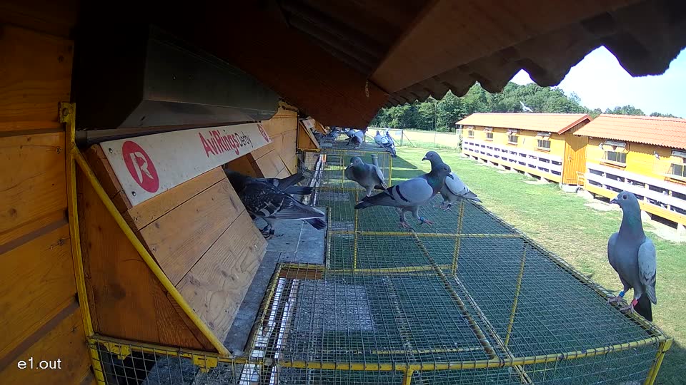 Pigeon Arrival Image For Race Race 1