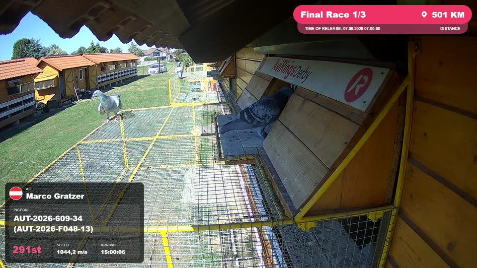Pigeon Arrival Image For Race Final Race 1/3