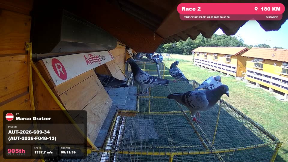 Pigeon Arrival Image For Race Race 2