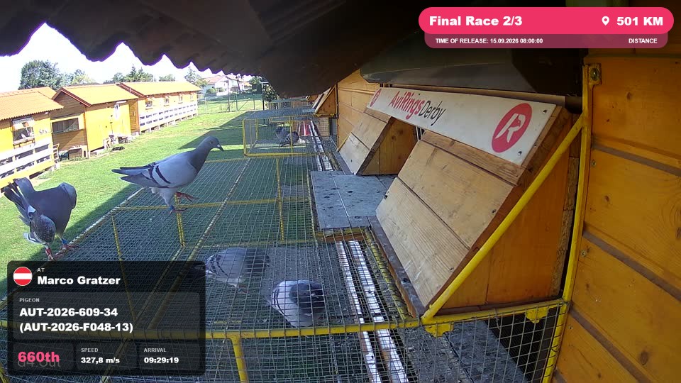 Pigeon Arrival Image For Race Final Race 2/3